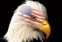 American Bald Eagle Wallpapers, “Classic Eagles” classic eagles USA